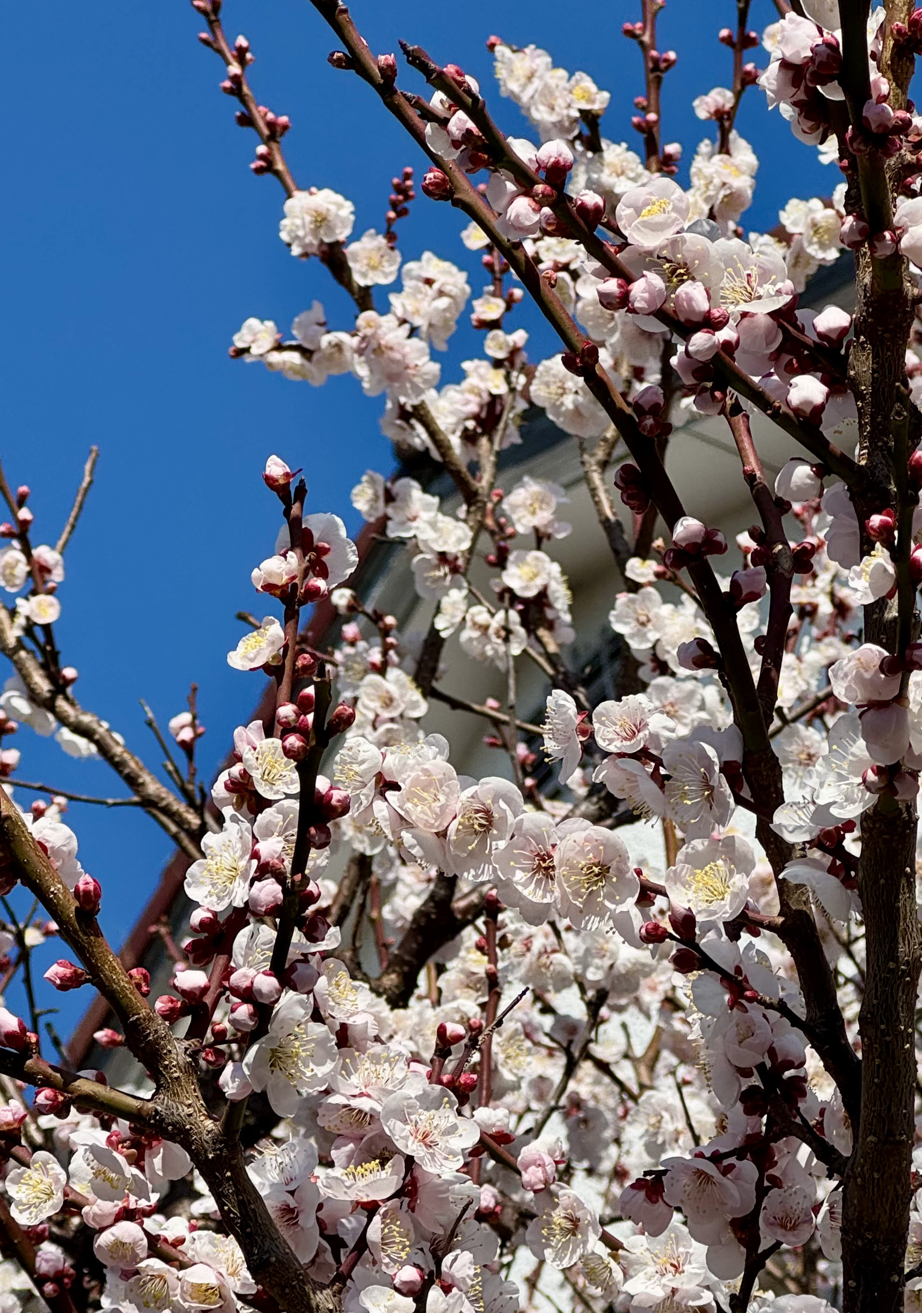 Ar stingriem, baltiem ziediem noklāts plūmju koks uz skaidras debess fona