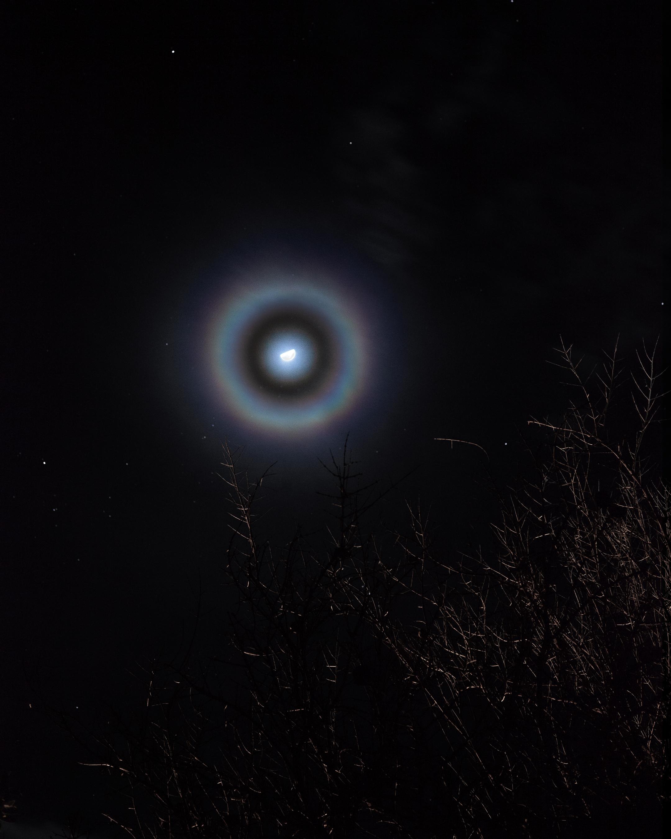 22° halo of the moon with dark branches in the foreground.