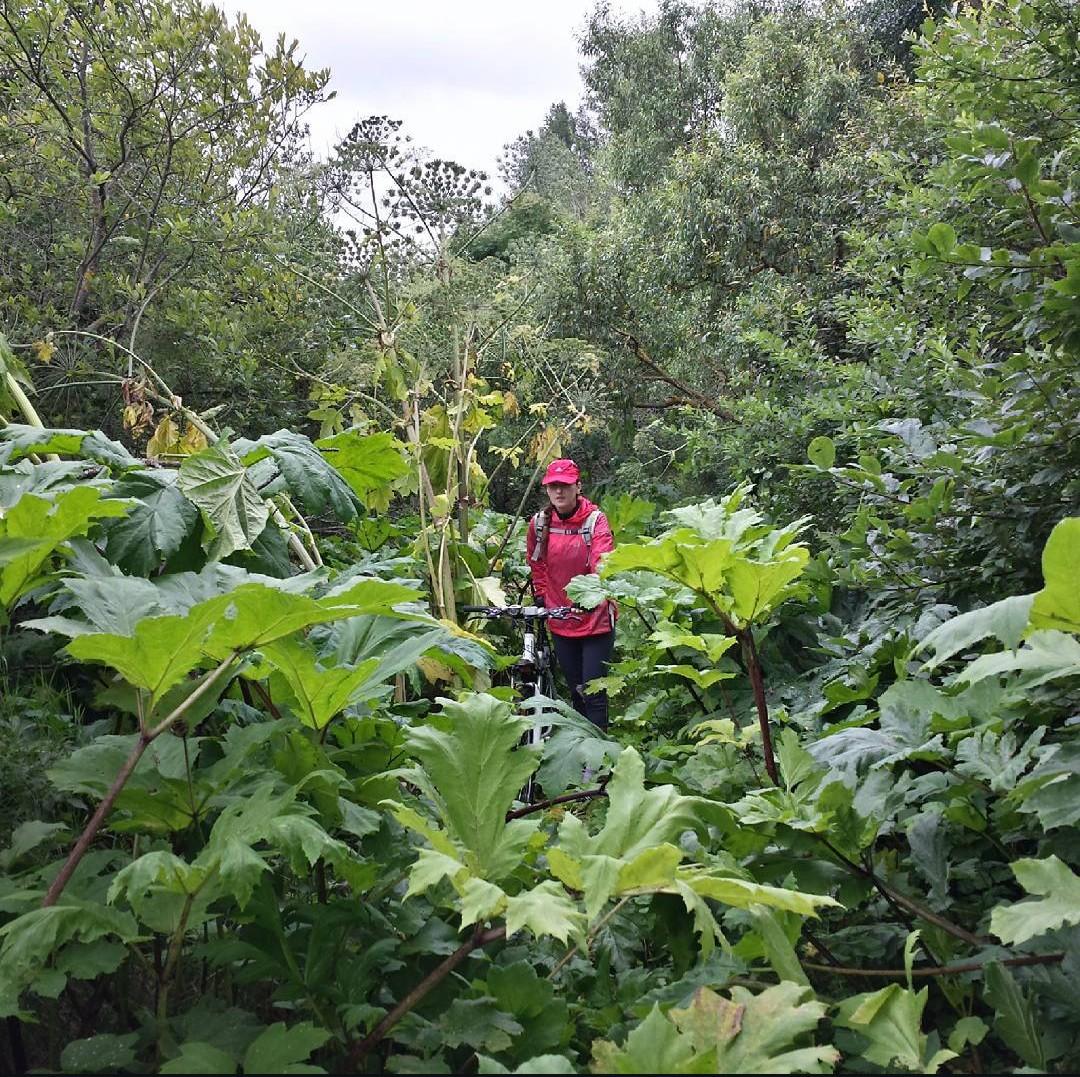 Bildē augsti kupli latvāņi un gar malām krūmāji. Latvāņiem cauri laužas sieviete sarkanā jakā, stumjot velosipēdu.
