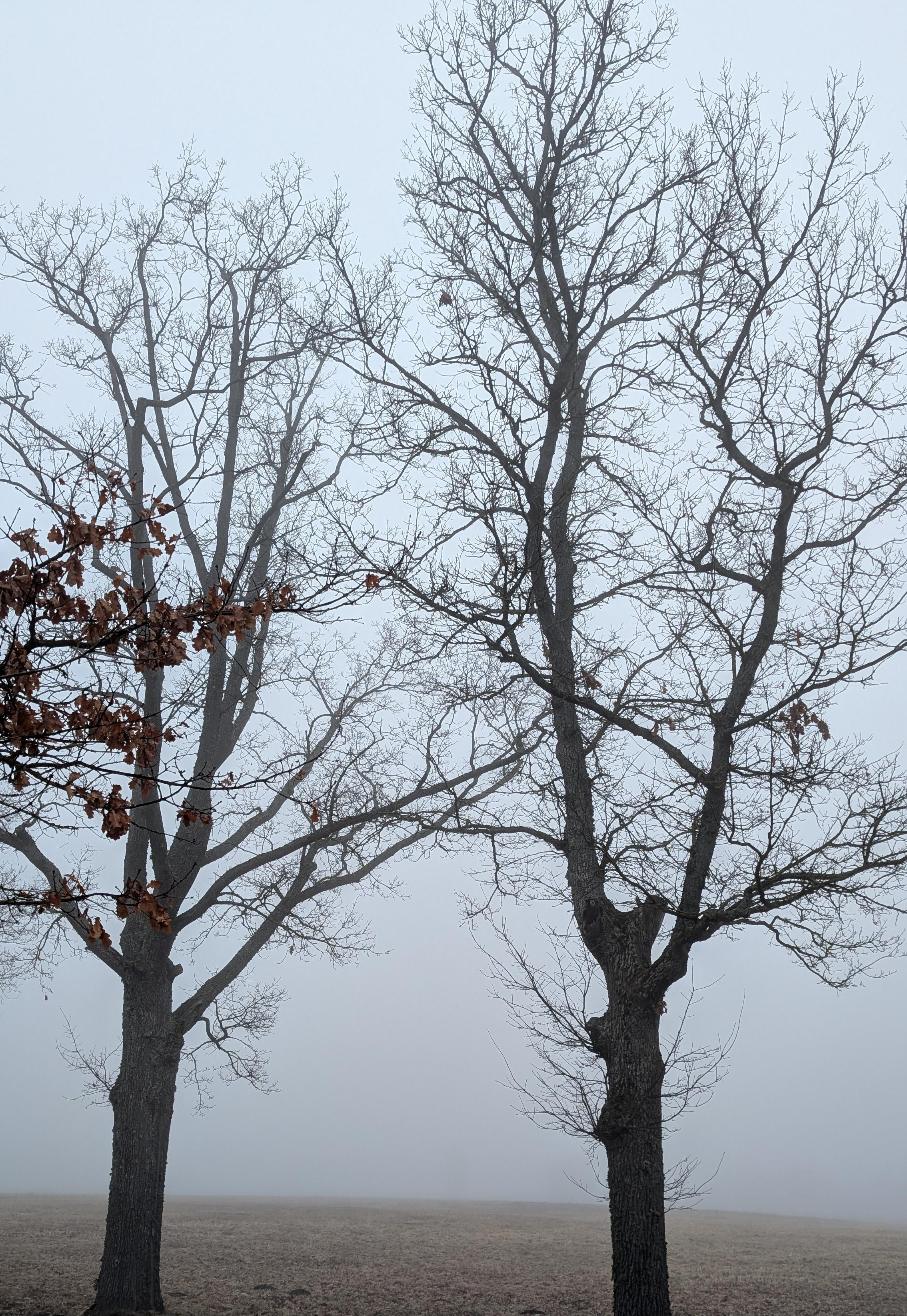 Divi kaili ozoli un aiz tiem mazliet redzama pļava, tālāk nekā nav, tikai balts - migla.